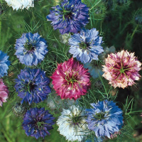 NIGELLA Miss Jekyll Double Mix | This gorgeous mixture of Love in a Mist has spectacular double blooms