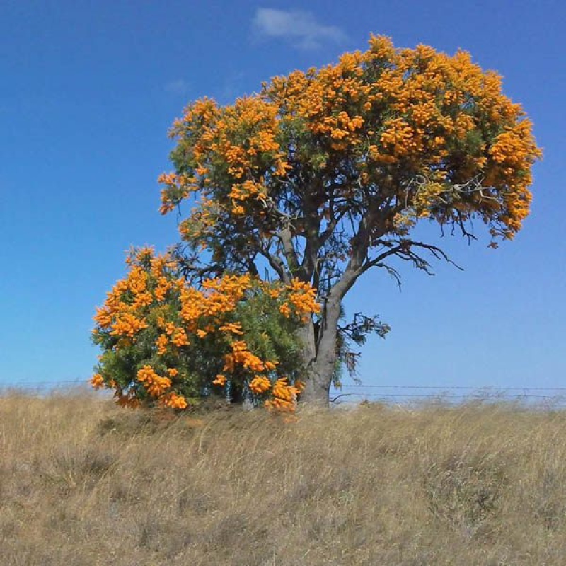 NUYTSIA floribunda | West Australian Christmas Tree