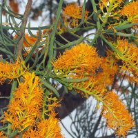 NUYTSIA floribunda | West Australian Christmas Tree