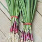ONION North Holland Red
