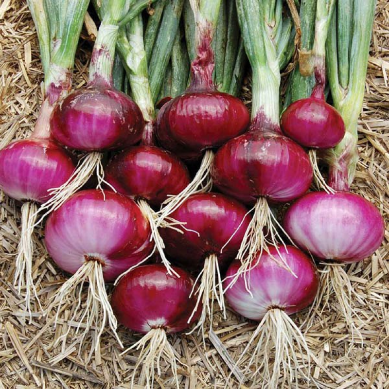 ONION Red Wethersfield | 