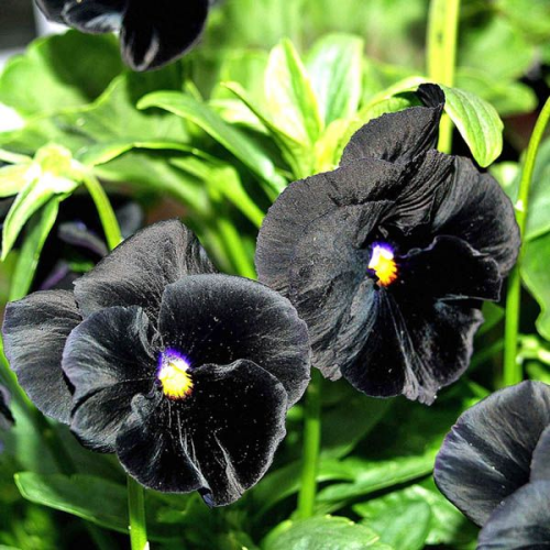PANSY Clear Crystal Black