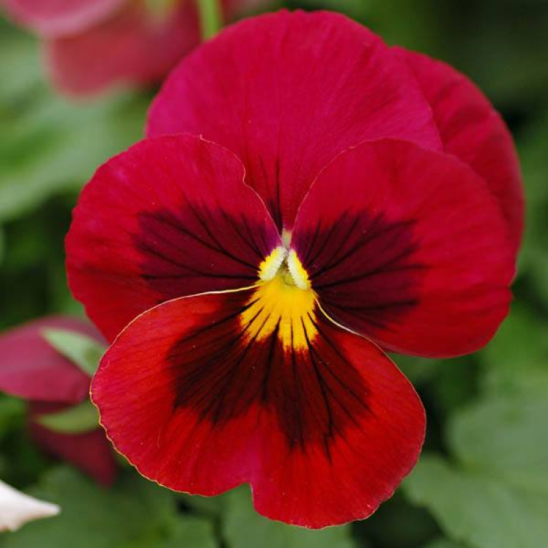 PANSY Dreams of Fire | 