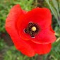 PAPAVER rhoeas - Corn Poppy Red