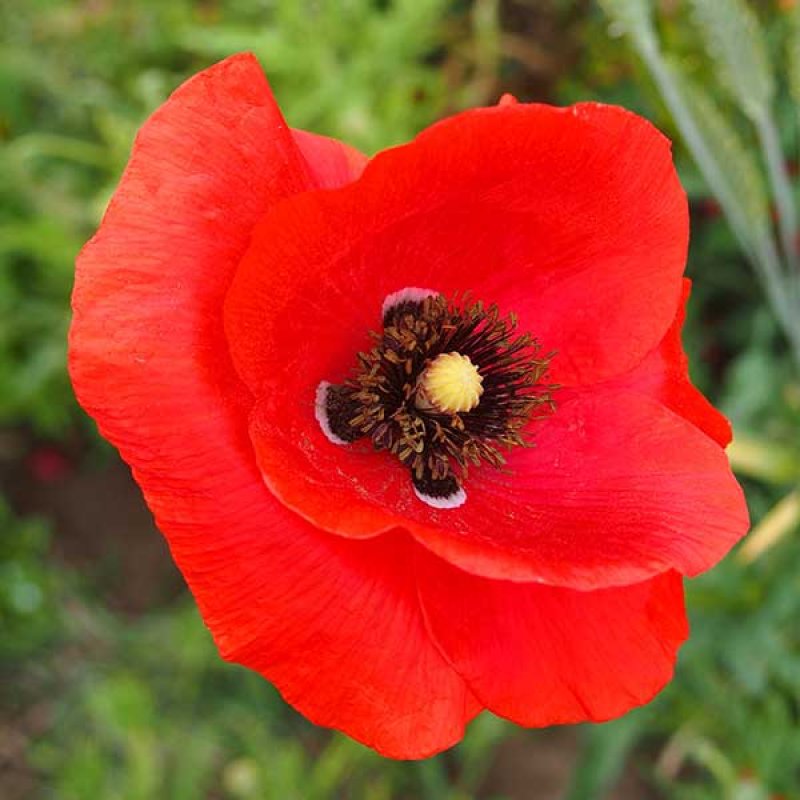 PAPAVER rhoeas - Corn Poppy Red | Image by Agnieszka Kwiecień 4.0 International (CC BY-SA 4.0)