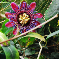 PASSIFLORA alata | Winged Stem Passionflower