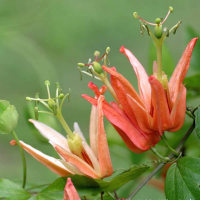 PASSIFLORA aurantia | Orange Passion Flower