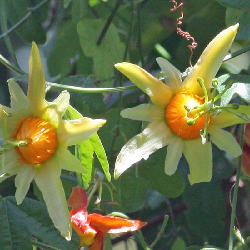 PASSIFLORA aurantia | Orange Passion Flower