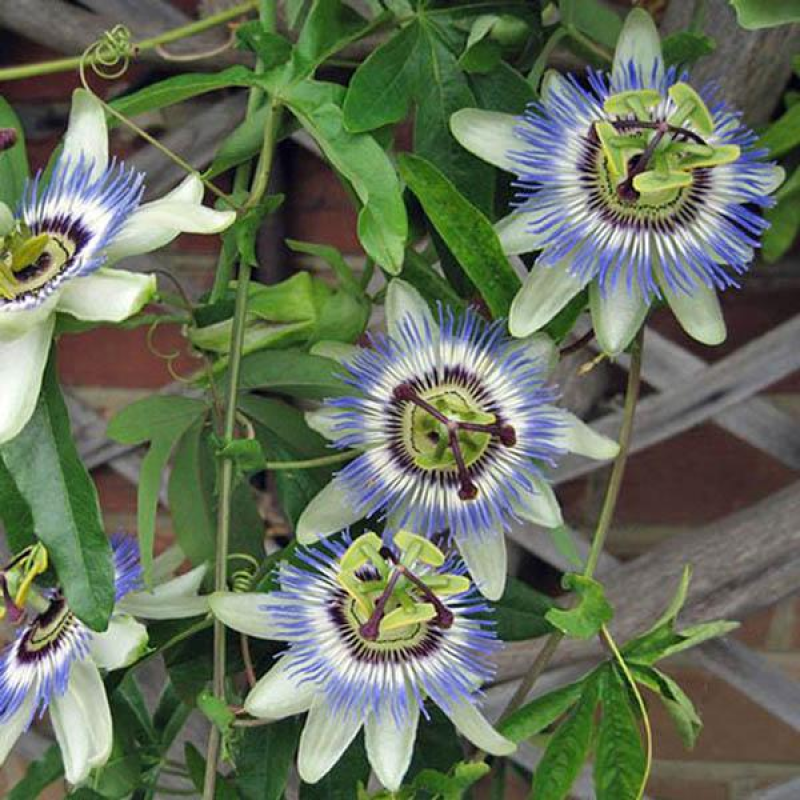 PASSIFLORA caerulea | Blue Passionflower
