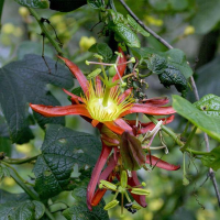 PASSIFOLRA cinnabarina | Red Native Passion Flower