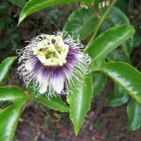 Passiflora edulis var. flavicarpa