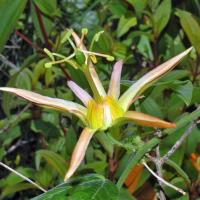 PASSIFLORA herbertiana | Native Passion Fruit