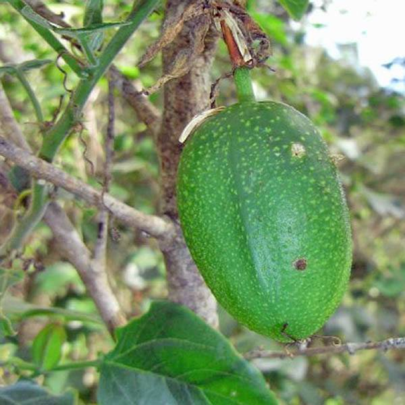 PASSIFLORA herbertiana | Native Passion Fruit