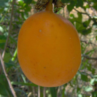Passiflora edulis var. flavicarpa
