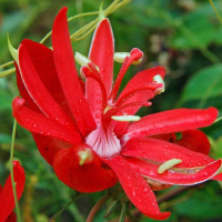 PASSIFLORA coccinea | Red Passionflower