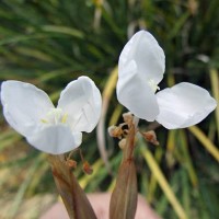 White Native Iris