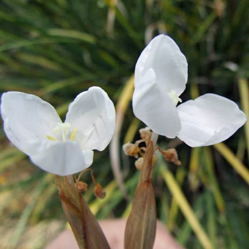 White Native Iris | 
