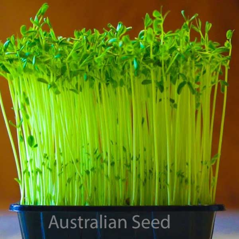 PEA Percy (Sprouting Pea) | 