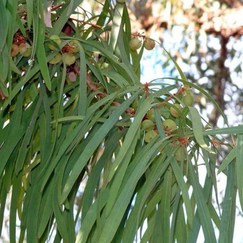 PERSOONIA longifolia | Snottygobble