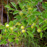 PETALOSTIGMA pubescens | Native Quince