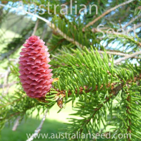 PICEA abies | Norway Spruce