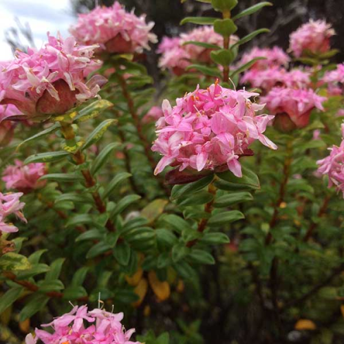 PIMELEA ferruginea - Pink Riceflower