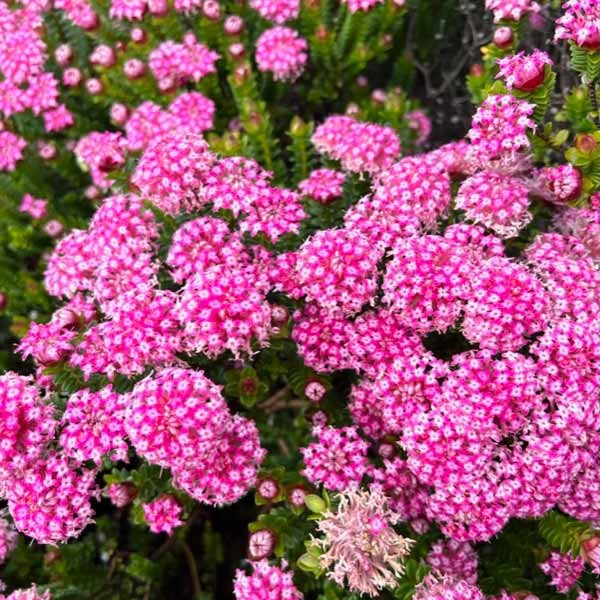 PIMELEA ferruginea Pink Rice Flower