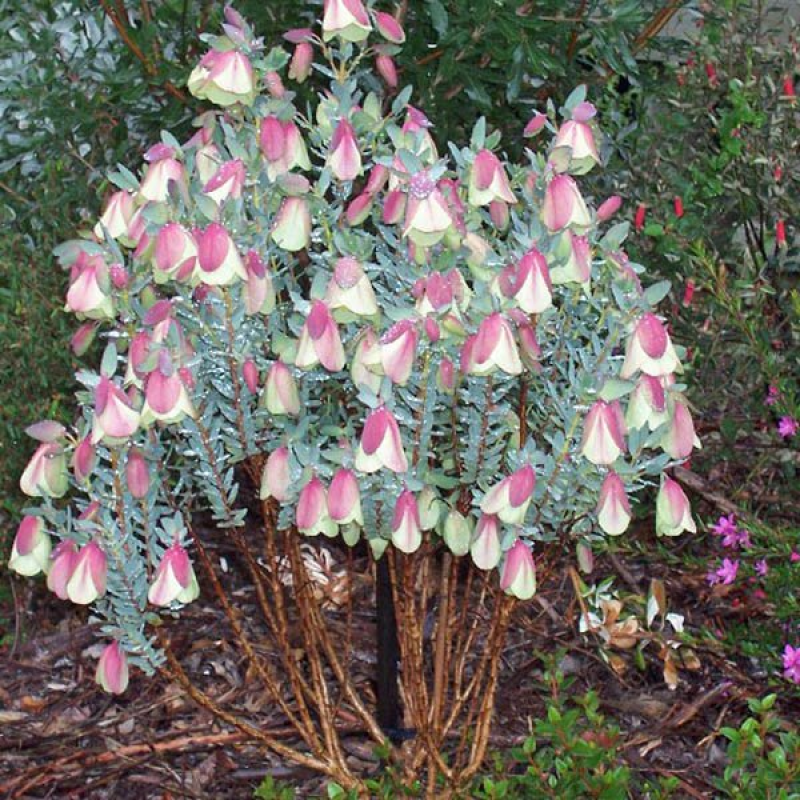 PIMELEA physodes | Qualup Bell