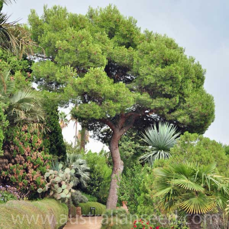 PINUS halepensis | Aleppo Pine