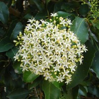 AURANTICARPA rhombifolium