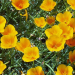 300 Golden West California Poppy Flower Seeds Eschscholzia Californica Gift
