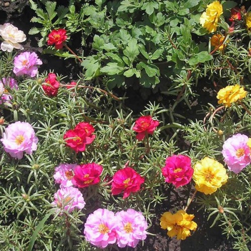 PORTULACA Double Flowered mix