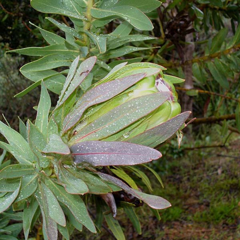 PROTEA coronata - Green Sugarbush | Image by Andrew massyn.Public Domain