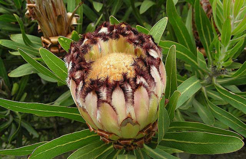 PROTEA lepidocarpodendron - Black Breaded Protea | Image by Dick Culbertn CC BY 2.0