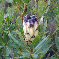 PROTEA lepidocarpodendron - Black Breaded Protea