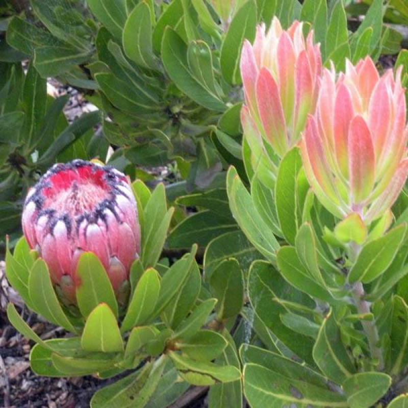PROTEA nerifolia | Oleander Leaf Protea