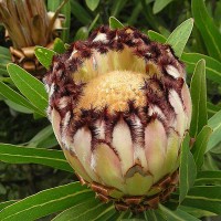 PROTEA lepidocarpodendron - Black Breaded Protea