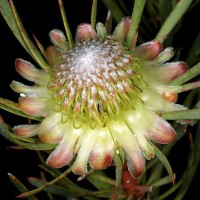 PROTEA scolymocephala -Thistle Sugarbush