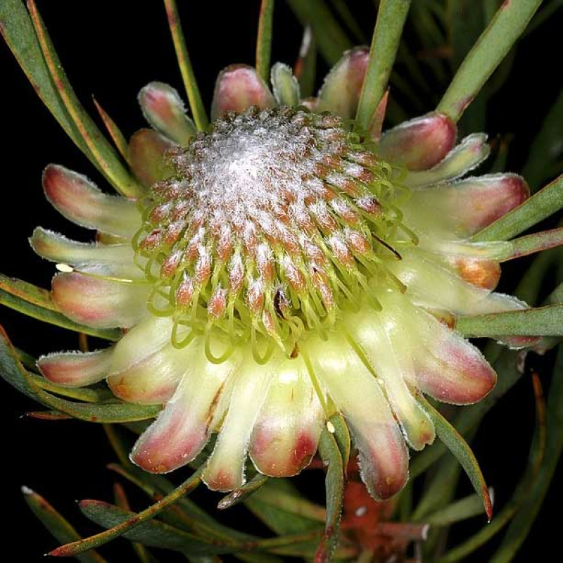 PROTEA scolymocephala -Thistle Sugarbush | Image by SAplants CC BY-SA 4.0