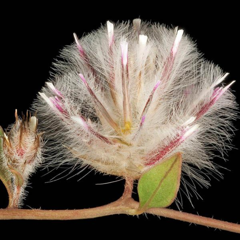 PTILOTUS axllaris flower | Mat Mulla Mulla