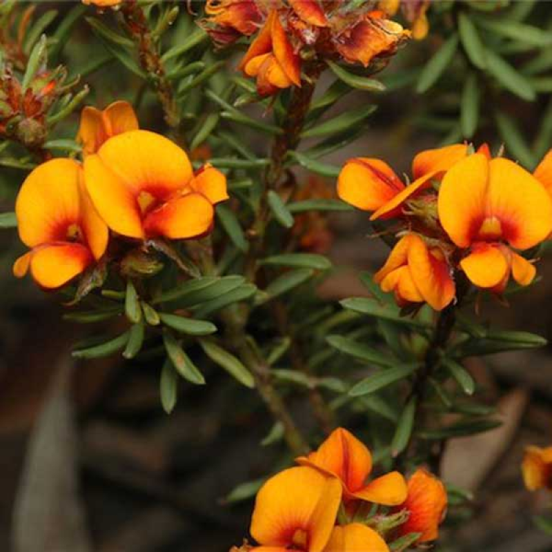 PULTENAEA subspicata - Low Bush Pea | Image by Murray Fagg CC BY 3.0 AU Cropped & Resized