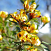 *Rare* Australian Water Bush Unique Yellow Flowers Bossiaea aquifolium 10 seeds 