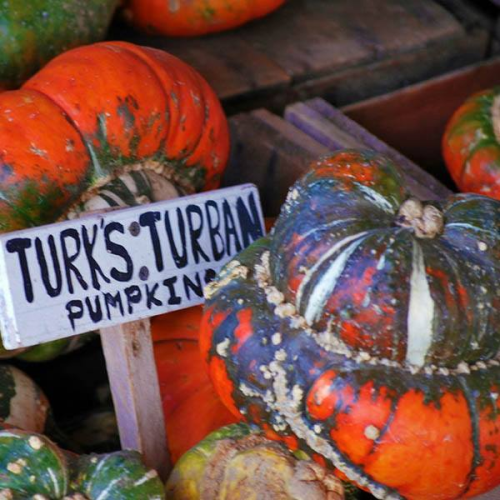 PUMPKIN Turks Turban