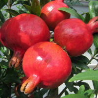 PUNICA granatum | Pomegranate