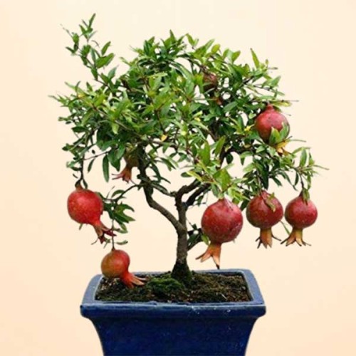 PUNICA granatum - Pomegranate Bonsai