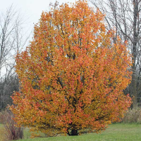 PYRUS calleryana - Bradford Pear - Autumn colour