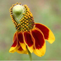 RATIBIDA columnifera - Mexican Hat | Photo by Dave Whitinger 3.0 Unported (CC BY-SA 3.0) resized