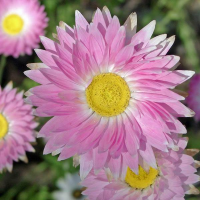 RHODANTHE chlorocephala | Pink & White Paper Daisy
