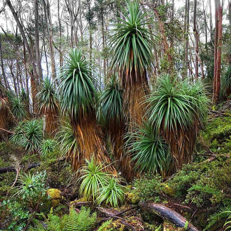 RICHEA pandanifolia | Giant Grass Tree