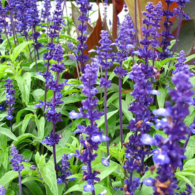 SALVIA farinacea - Blue Sage | Image by Andrew Bossi 2.5 Generic (CC BY-SA 2.5)